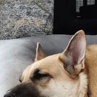 Brookville Animal Hospital ico