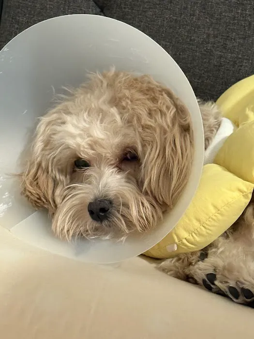 Glen Cove Animal Clinic 8