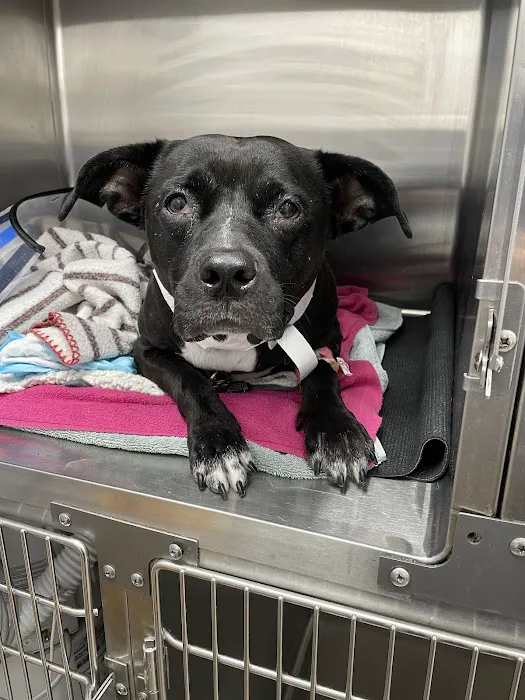 Glen Cove Animal Clinic 2