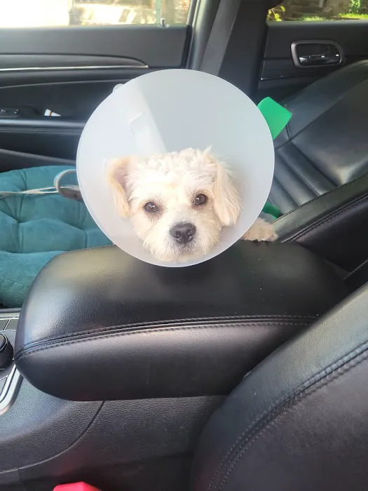 Glen Cove Animal Clinic 9