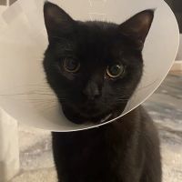 Glen Cove Animal Clinic ico