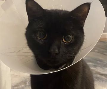 Glen Cove Animal Clinic