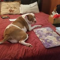 Animal Hospital of Long Island ico