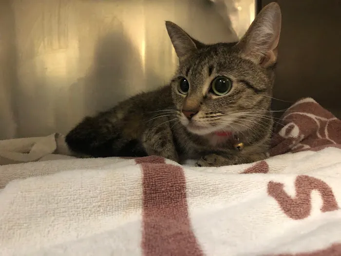 Animal Hospital of Long Island 12