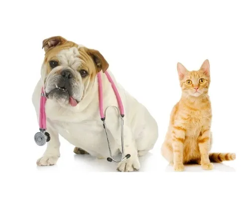 Animal Hospital of Long Island 12
