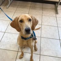 Animal Medical Hospital ico