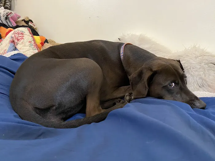 Broadway Veterinary Care 2