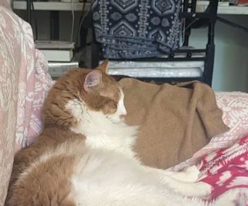 Hewlett Animal Hospital & Pet Resort