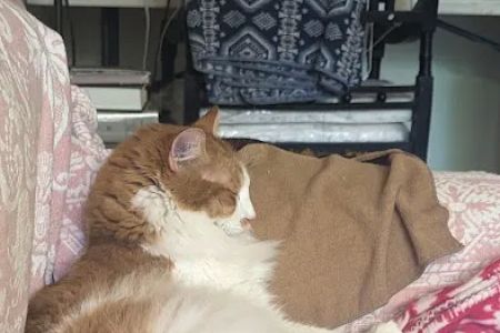 Hewlett Animal Hospital & Pet Resort