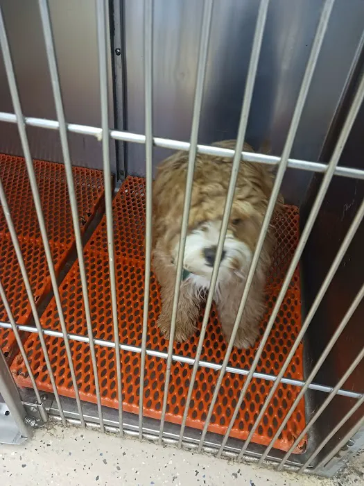 Hewlett Animal Hospital & Pet Resort 12