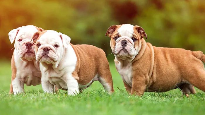 Hewlett Animal Hospital & Pet Resort 12