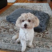 Hilton Hospital for Animals ico