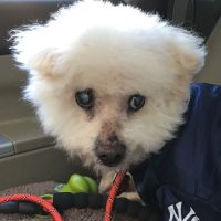 East Rockaway Veterinary Hospital ico