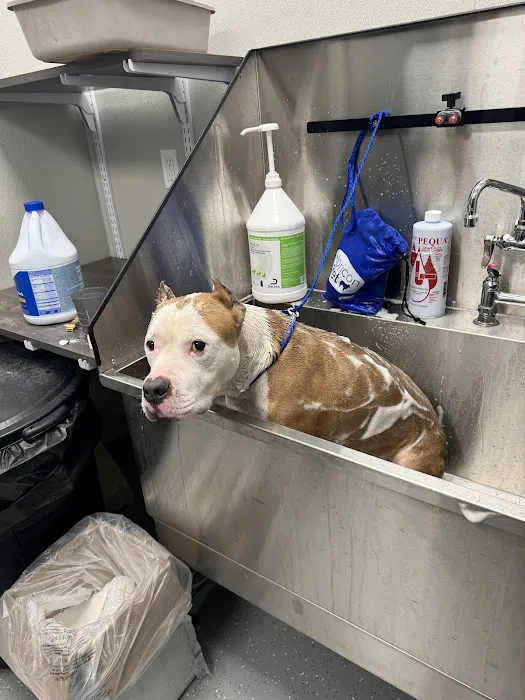 Premier Veterinary Medical Group - Rockville Centre 12