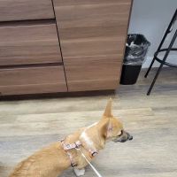 Sunrise Animal Hospital ico