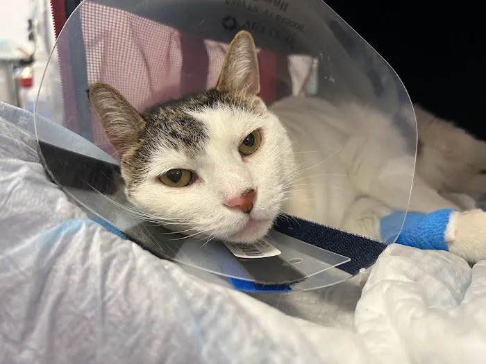 Animal Surgical Center 6