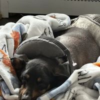 Animal Surgical Center ico