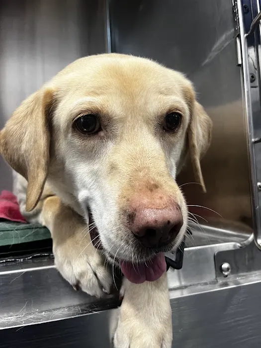 Animal Surgical Center 8