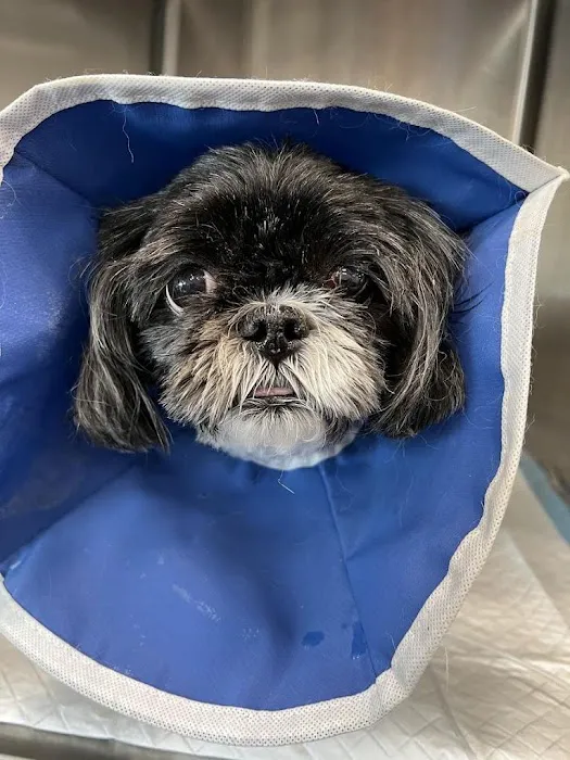 Animal Surgical Center 10