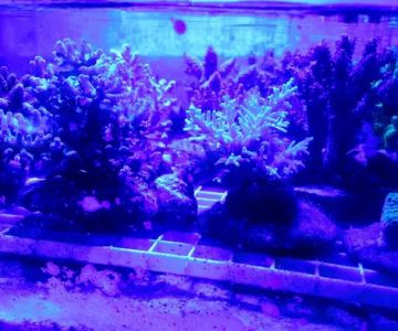 Woody's Seahorse Aquarium & Supply