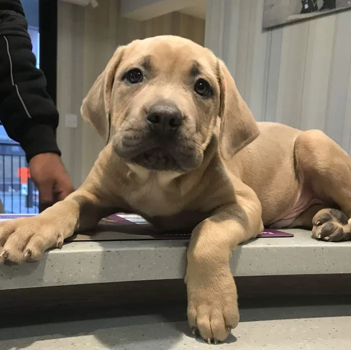 Veterinary Care Group - Westbury 9