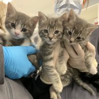 Veterinary Care Group - Westbury ico