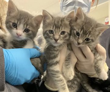Veterinary Care Group - Westbury