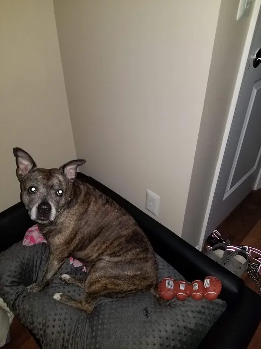 Animal Hospital of Brooklyn 5