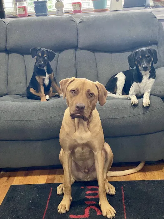 Animal Hospital of Brooklyn 3