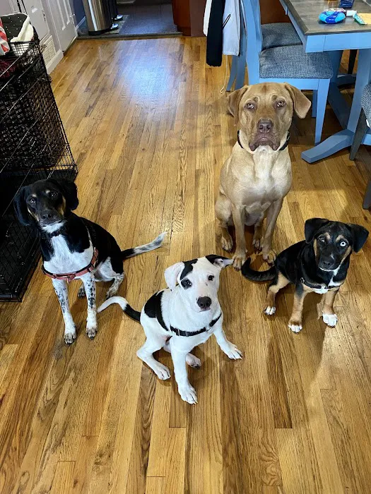 Animal Hospital of Brooklyn 2