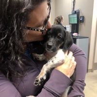 Animal Hospital of Brooklyn ico