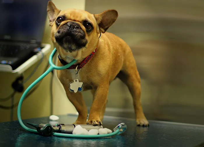 Animal Clinic of Marine Park 8