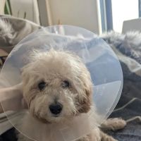 Flatbush Veterinary Clinic ico
