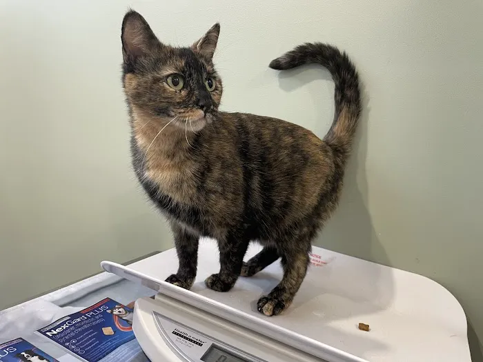 Flatbush Veterinary Clinic 3