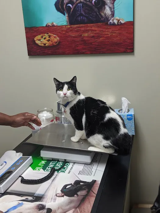 Noah's Ark Veterinary Practice 7