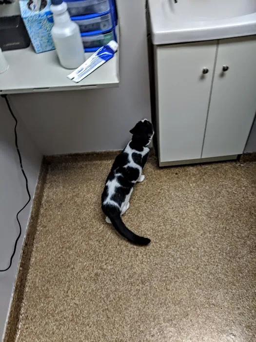 Noah's Ark Veterinary Practice 3