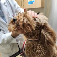 Noah's Ark Veterinary Practice ico