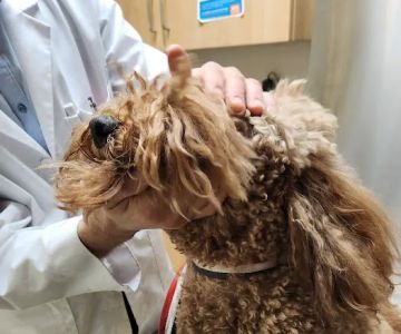 Noah's Ark Veterinary Practice