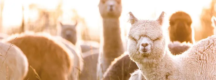 The Alpaca Group 12