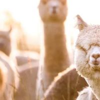 The Alpaca Group ico