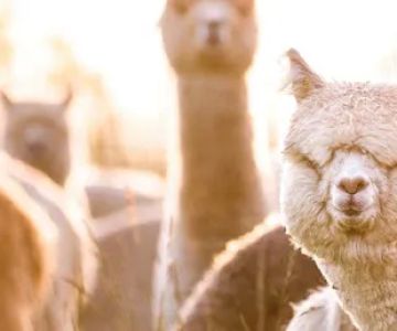 The Alpaca Group