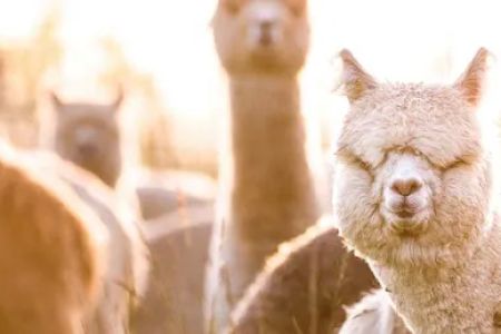 The Alpaca Group