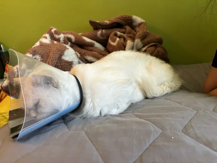Ivy Pets - Midwood 3
