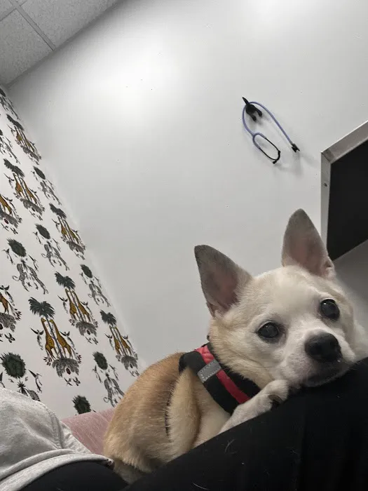 Ivy Pets - Midwood 5