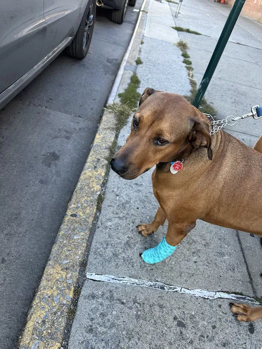 Ivy Pets - Midwood 10