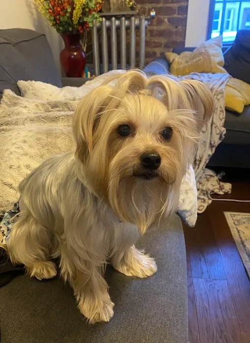 Ivy Pets - Midwood 2