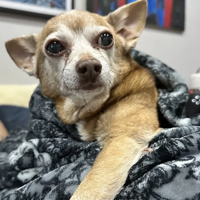 Ivy Pets - Midwood 1