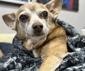 Ivy Pets - Midwood