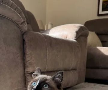 Oregon Ragdolls