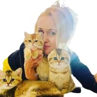 Scottish kittens cattery ico
